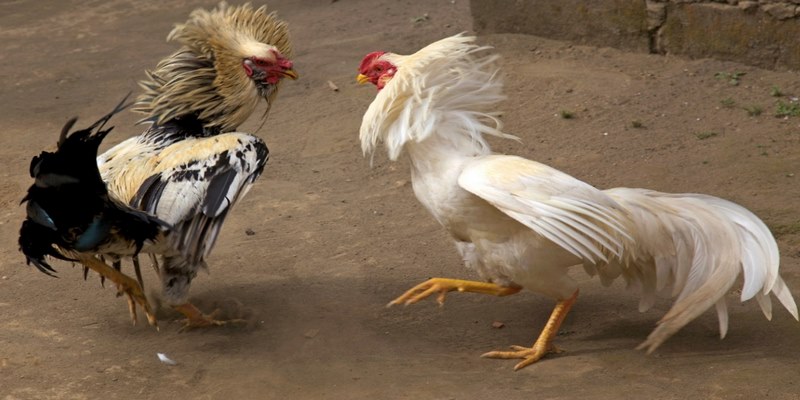 Các loại hình kèo cược đá gà 58WIN phổ biến